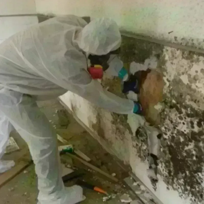 Mold Remediation and Removal in Springfield, NJ